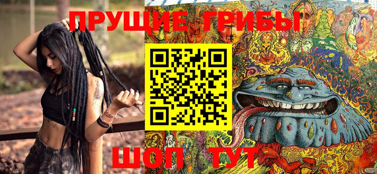 Псилоцибиновые грибы Psilocybe Горно-Алтайск